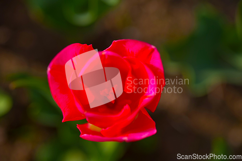 Image of colorful tulips field