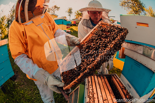 Image of Beekeepers checking honey on the beehive frame in the field. Small business owners on apiary. Natural healthy food produceris working with bees and beehives on the apiary.