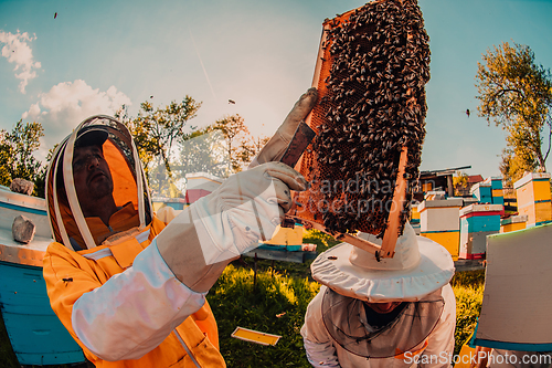 Image of Beekeepers checking honey on the beehive frame in the field. Small business owners on apiary. Natural healthy food produceris working with bees and beehives on the apiary.