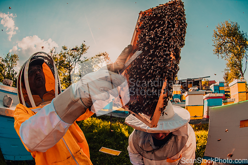 Image of Beekeepers checking honey on the beehive frame in the field. Small business owners on apiary. Natural healthy food produceris working with bees and beehives on the apiary.