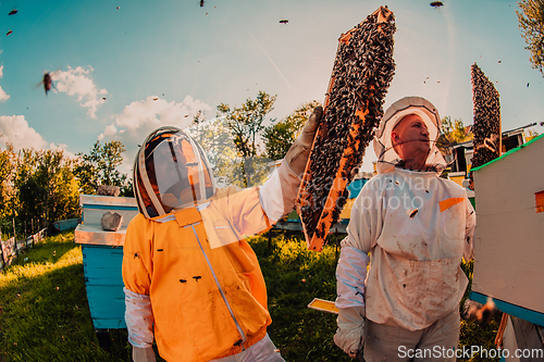 Image of Beekeepers checking honey on the beehive frame in the field. Small business owners on apiary. Natural healthy food produceris working with bees and beehives on the apiary.