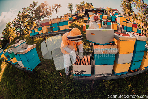 Image of Beekeepers checking honey on the beehive frame in the field. Small business owners on apiary. Natural healthy food produceris working with bees and beehives on the apiary.