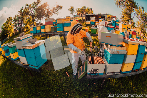 Image of Beekeepers checking honey on the beehive frame in the field. Small business owners on apiary. Natural healthy food produceris working with bees and beehives on the apiary.