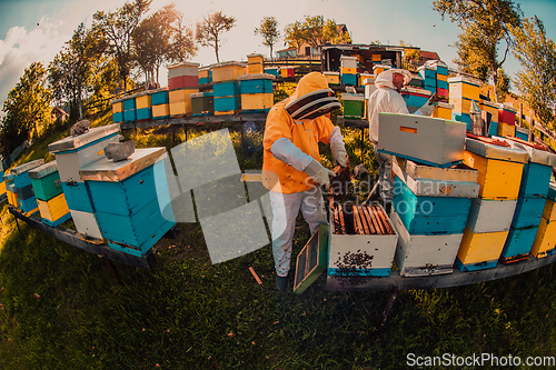 Image of Beekeepers checking honey on the beehive frame in the field. Small business owners on apiary. Natural healthy food produceris working with bees and beehives on the apiary.