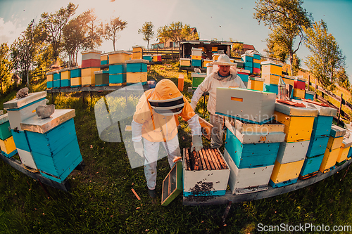 Image of Beekeepers checking honey on the beehive frame in the field. Small business owners on apiary. Natural healthy food produceris working with bees and beehives on the apiary.