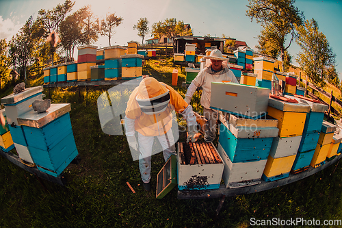 Image of Beekeepers checking honey on the beehive frame in the field. Small business owners on apiary. Natural healthy food produceris working with bees and beehives on the apiary.