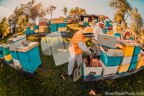 Image of Beekeepers checking honey on the beehive frame in the field. Small business owners on apiary. Natural healthy food produceris working with bees and beehives on the apiary.