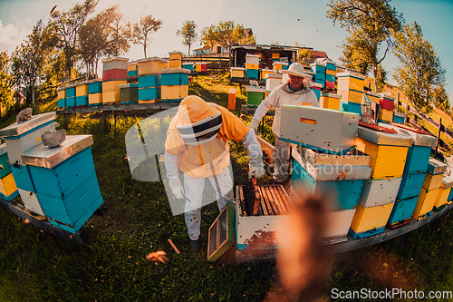 Image of Beekeepers checking honey on the beehive frame in the field. Small business owners on apiary. Natural healthy food produceris working with bees and beehives on the apiary.