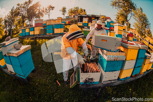 Image of Beekeepers checking honey on the beehive frame in the field. Small business owners on apiary. Natural healthy food produceris working with bees and beehives on the apiary.