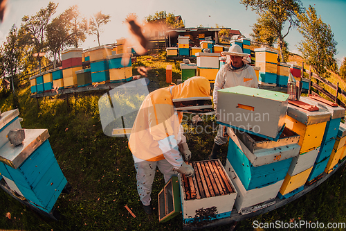 Image of Beekeepers checking honey on the beehive frame in the field. Small business owners on apiary. Natural healthy food produceris working with bees and beehives on the apiary.