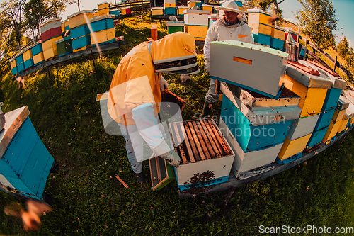 Image of Beekeepers checking honey on the beehive frame in the field. Small business owners on apiary. Natural healthy food produceris working with bees and beehives on the apiary.