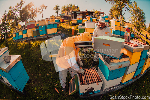 Image of Beekeepers checking honey on the beehive frame in the field. Small business owners on apiary. Natural healthy food produceris working with bees and beehives on the apiary.