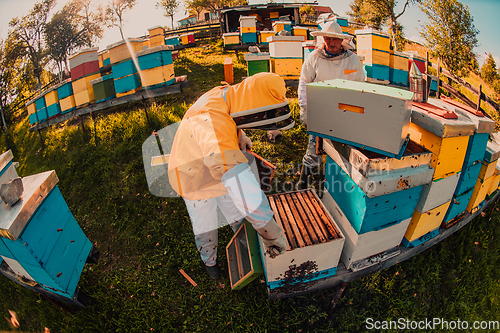 Image of Beekeepers checking honey on the beehive frame in the field. Small business owners on apiary. Natural healthy food produceris working with bees and beehives on the apiary.