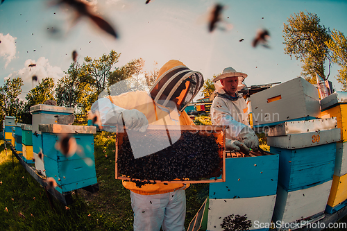 Image of Beekeepers checking honey on the beehive frame in the field. Small business owners on apiary. Natural healthy food produceris working with bees and beehives on the apiary.