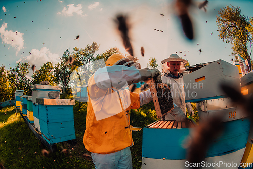 Image of Beekeepers checking honey on the beehive frame in the field. Small business owners on apiary. Natural healthy food produceris working with bees and beehives on the apiary.