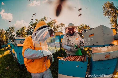 Image of Beekeepers checking honey on the beehive frame in the field. Small business owners on apiary. Natural healthy food produceris working with bees and beehives on the apiary.