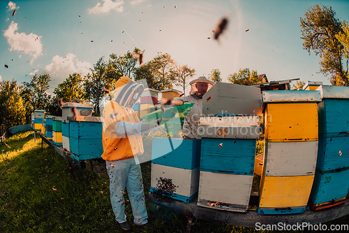 Image of Beekeepers checking honey on the beehive frame in the field. Small business owners on apiary. Natural healthy food produceris working with bees and beehives on the apiary.