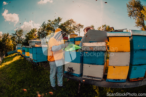 Image of Beekeepers checking honey on the beehive frame in the field. Small business owners on apiary. Natural healthy food produceris working with bees and beehives on the apiary.