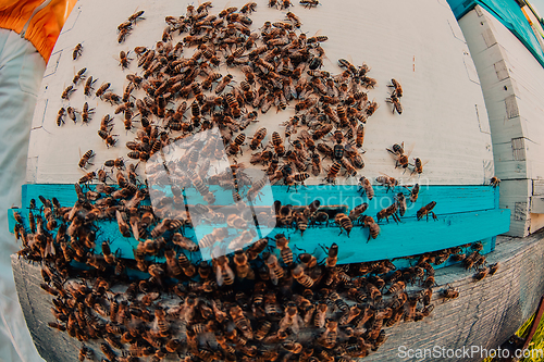 Image of Close up photo of bees hovering around the hive carrying pollen