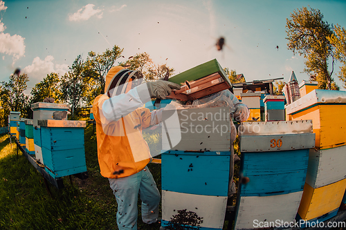 Image of Beekeepers checking honey on the beehive frame in the field. Small business owners on apiary. Natural healthy food produceris working with bees and beehives on the apiary.