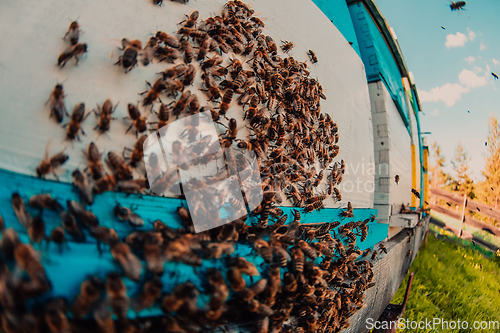 Image of Close up photo of bees hovering around the hive carrying pollen