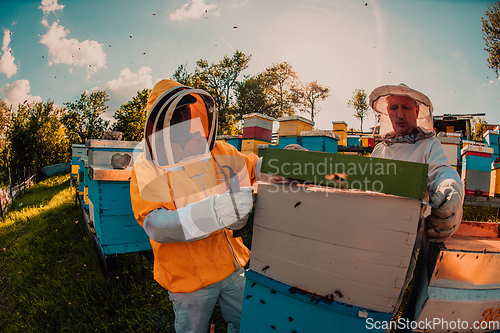 Image of Beekeepers checking honey on the beehive frame in the field. Small business owners on apiary. Natural healthy food produceris working with bees and beehives on the apiary.