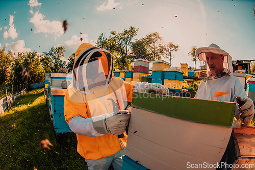 Image of Beekeepers checking honey on the beehive frame in the field. Small business owners on apiary. Natural healthy food produceris working with bees and beehives on the apiary.