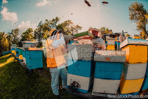 Image of Beekeepers checking honey on the beehive frame in the field. Small business owners on apiary. Natural healthy food produceris working with bees and beehives on the apiary.