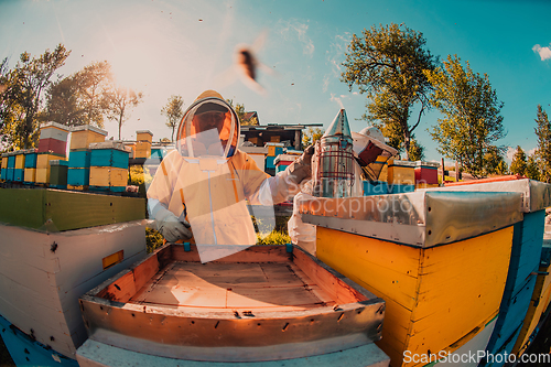 Image of Beekeepers checking honey on the beehive frame in the field. Small business owners on apiary. Natural healthy food produceris working with bees and beehives on the apiary.