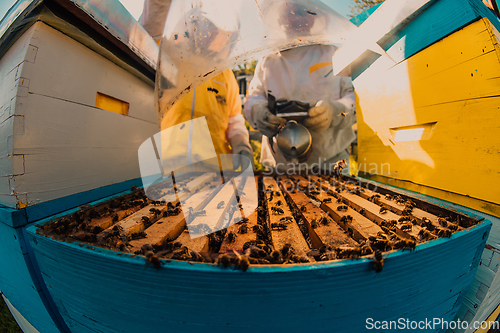 Image of Beekeepers checking honey on the beehive frame in the field. Small business owners on apiary. Natural healthy food produceris working with bees and beehives on the apiary.