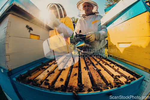 Image of Beekeepers checking honey on the beehive frame in the field. Small business owners on apiary. Natural healthy food produceris working with bees and beehives on the apiary.