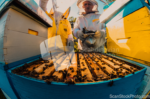 Image of Beekeepers checking honey on the beehive frame in the field. Small business owners on apiary. Natural healthy food produceris working with bees and beehives on the apiary.