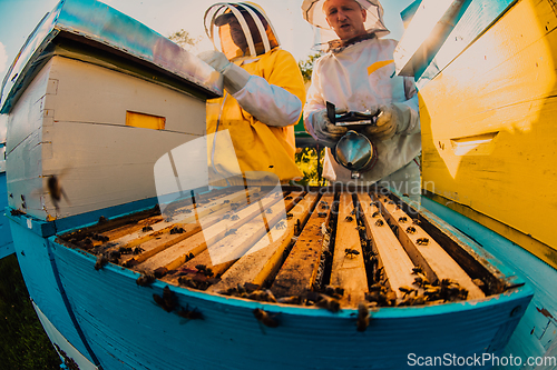 Image of Beekeepers checking honey on the beehive frame in the field. Small business owners on apiary. Natural healthy food produceris working with bees and beehives on the apiary.