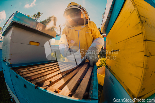 Image of Beekeepers checking honey on the beehive frame in the field. Small business owners on apiary. Natural healthy food produceris working with bees and beehives on the apiary.