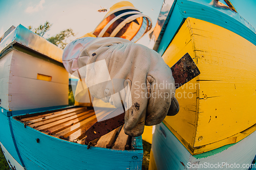 Image of Beekeeper checking honey on the beehive frame in the field. Small business owner on apiary. Natural healthy food produceris working with bees and beehives on the apiary.