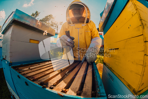 Image of Beekeeper checking honey on the beehive frame in the field. Small business owner on apiary. Natural healthy food produceris working with bees and beehives on the apiary.