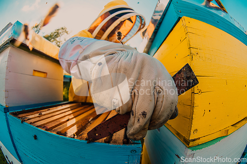 Image of Beekeeper checking honey on the beehive frame in the field. Small business owner on apiary. Natural healthy food produceris working with bees and beehives on the apiary.