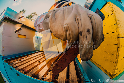 Image of Beekeeper checking honey on the beehive frame in the field. Small business owner on apiary. Natural healthy food produceris working with bees and beehives on the apiary.