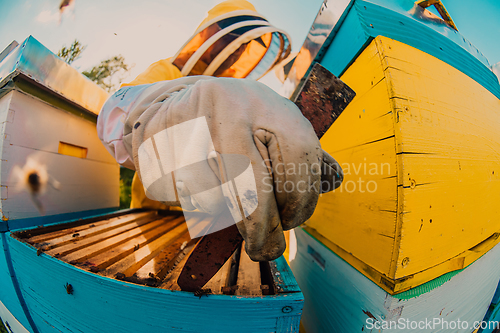 Image of Beekeeper checking honey on the beehive frame in the field. Small business owner on apiary. Natural healthy food produceris working with bees and beehives on the apiary.