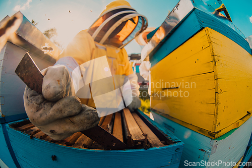 Image of Beekeepers check the honey on the hive frame in the field. Beekeepers check honey quality and honey parasites. A beekeeper works with bees and beehives in an apiary.