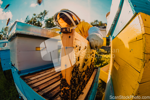 Image of Beekeeper checking honey on the beehive frame in the field. Small business owner on apiary. Natural healthy food produceris working with bees and beehives on the apiary.