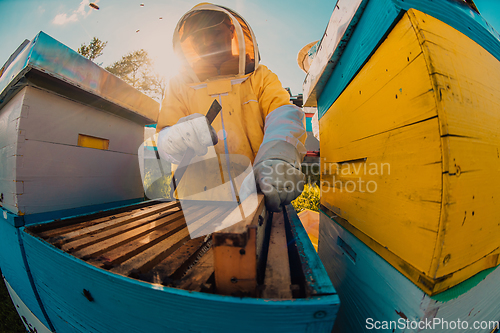 Image of Beekeeper checking honey on the beehive frame in the field. Small business owner on apiary. Natural healthy food produceris working with bees and beehives on the apiary.