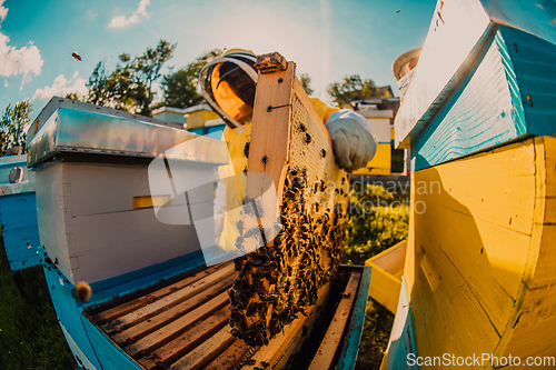 Image of Beekeepers checking honey on the beehive frame in the field. Small business owners on apiary. Natural healthy food produceris working with bees and beehives on the apiary.