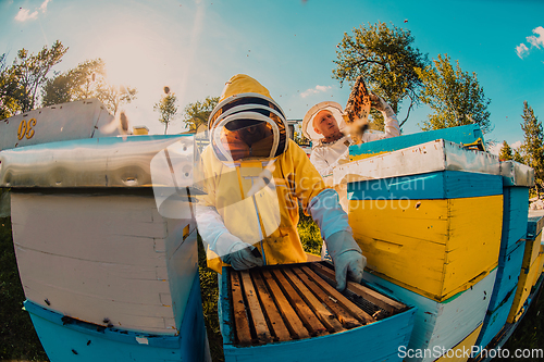 Image of Beekeepers checking honey on the beehive frame in the field. Small business owners on apiary. Natural healthy food produceris working with bees and beehives on the apiary.