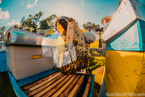 Image of Beekeepers checking honey on the beehive frame in the field. Small business owners on apiary. Natural healthy food produceris working with bees and beehives on the apiary.