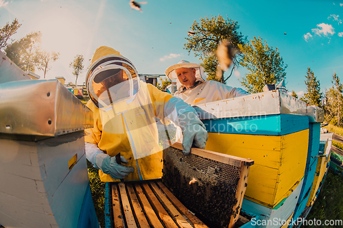 Image of Beekeepers checking honey on the beehive frame in the field. Small business owners on apiary. Natural healthy food produceris working with bees and beehives on the apiary.