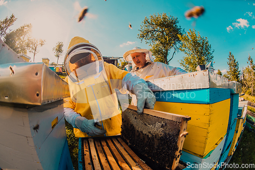 Image of Beekeepers checking honey on the beehive frame in the field. Small business owners on apiary. Natural healthy food produceris working with bees and beehives on the apiary.