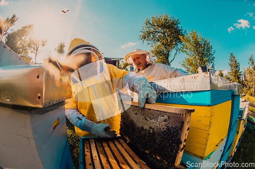 Image of Beekeepers checking honey on the beehive frame in the field. Small business owners on apiary. Natural healthy food produceris working with bees and beehives on the apiary.