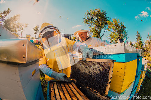 Image of Beekeepers checking honey on the beehive frame in the field. Small business owners on apiary. Natural healthy food produceris working with bees and beehives on the apiary.