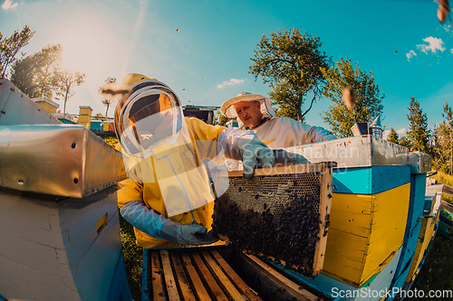 Image of Beekeepers checking honey on the beehive frame in the field. Small business owners on apiary. Natural healthy food produceris working with bees and beehives on the apiary.